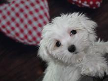 Puppies for sale maltese - Ireland, Dublin