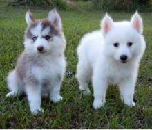 Puppies for sale mixed breed, pomsky - Spain, Madrid