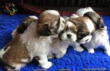 Puppies for sale shih tzu - Slovakia, Bratislava