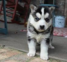 Puppies for sale , pomsky puppies - Germany, Magdeburg