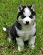 Puppies for sale , siberian husky - Ukraine, Vinnitsa