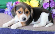 Puppies for sale beagle - Slovenia, Vrvats