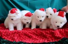 Puppies for sale samoyed dog (samoyed) - Spain, Madrid