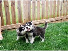 Puppies for sale , pomsky puppies - Estonia, Tallinn
