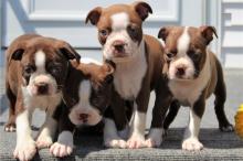 Puppies for sale boston terrier - Slovakia, Bratislava