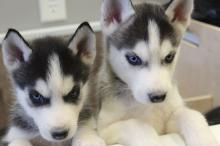Puppies for sale , siberian husky - Spain, Madrid