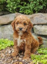 Puppies for sale , cockapoo - Czech Republic, Olomouc