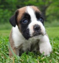 Puppies for sale boxer - Russia, Cheboksary
