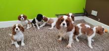 Puppies for sale king charles spaniel - United Kingdom, Belfast