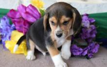 Puppies for sale beagle - Ukraine, Luck