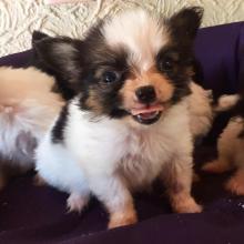 Puppies for sale papillon and phalene - Ireland, Belfast