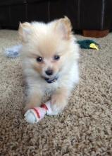 Puppies for sale pomeranian spitz - Ireland, Cork
