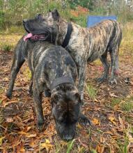 Puppies for sale other breed - Estonia, Narva