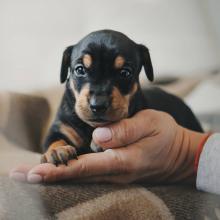 Puppies for sale dachshund - Ireland, Belfast
