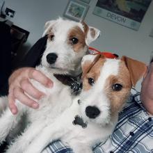 Puppies for sale jack russell terrier - Ireland, Belfast