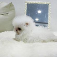 Puppies for sale pomeranian spitz - Estonia, Tallinn