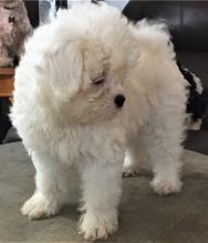 Puppies for sale maltese - Spain, Madrid