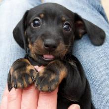 Puppies for sale dachshund - Ireland, Cork