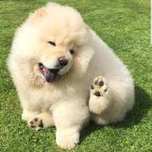 Puppies for sale chow chow - Ireland, Cork