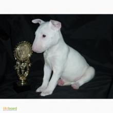 Puppies for sale bull terrier - Kyrgyzstan, Bishkek