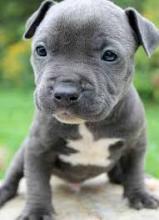 Puppies for sale american pit-bull terrier - Belarus, Gomel