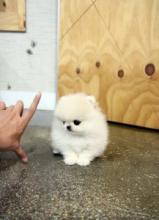 Puppies for sale pomeranian spitz - Italy, Caserta