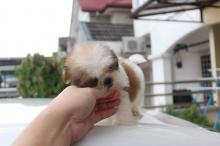 Puppies for sale shih tzu - Cyprus, Larnaca