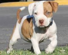 Puppies for sale american pit-bull terrier - United Kingdom, Birmingham