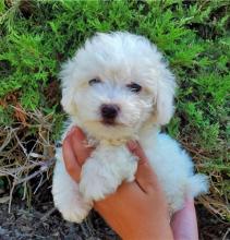 Puppies for sale , bichon frise - Czech Republic, Luhacovice