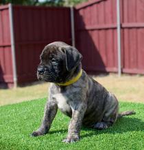 Puppies for sale bullmastiff - Kazakhstan, Astana