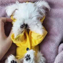 Puppies for sale maltese - Hungary, Debrecen