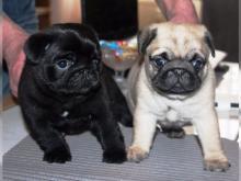 Puppies for sale pug - Ireland, Dublin