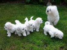 Puppies for sale bichon - Ireland, Dublin