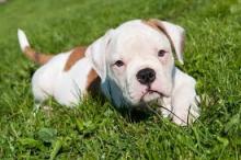 Puppies for sale american bulldog - Russia, Barrow