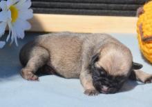 Puppies for sale pug - Ireland, Dublin. Price 600 €