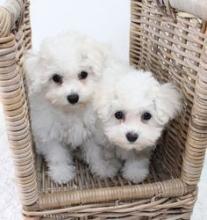 Puppies for sale maltese - Ireland, Cork