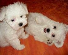 Puppies for sale maltese - Netherlands, Amsterdam. Price 500 €