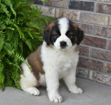 Puppies for sale other breed, saint bernard - Luxembourg, Luxembourg