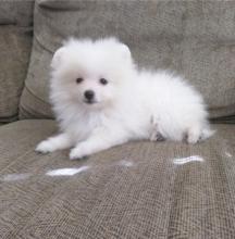 Puppies for sale , pomeranian - Luxembourg, Diekirch