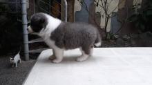 Puppies for sale border collie - Estonia, Tallinn
