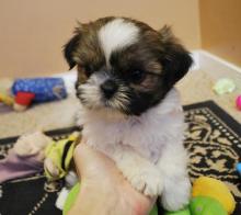 Puppies for sale shih tzu - Cyprus, Limassol
