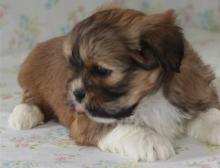 Puppies for sale lhasa apso - Spain, Madrid