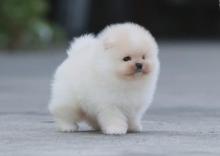 Puppies for sale , pomeranian - United Kingdom, Belfast