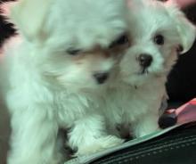 Puppies for sale maltese - Malta, Valletta. Price 500 €