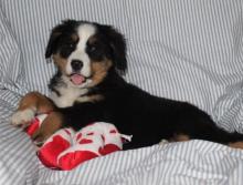 Puppies for sale bernese mountain dog - Ireland, Cork