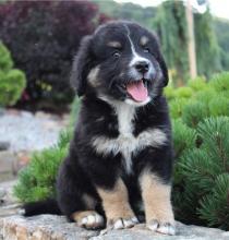 Puppies for sale bernese mountain dog - Hungary, KecskemГ©t