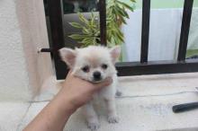 Puppies for sale chihuahua - Estonia, Tallinn