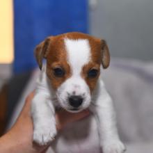 Puppies for sale jack russell terrier - Moldova, Cahul
