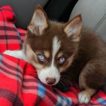 Puppies for sale other breed, pomsky - Lithuania, Kretinga