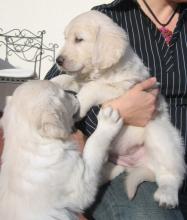 Puppies for sale golden retriever - Belgium, Brussels